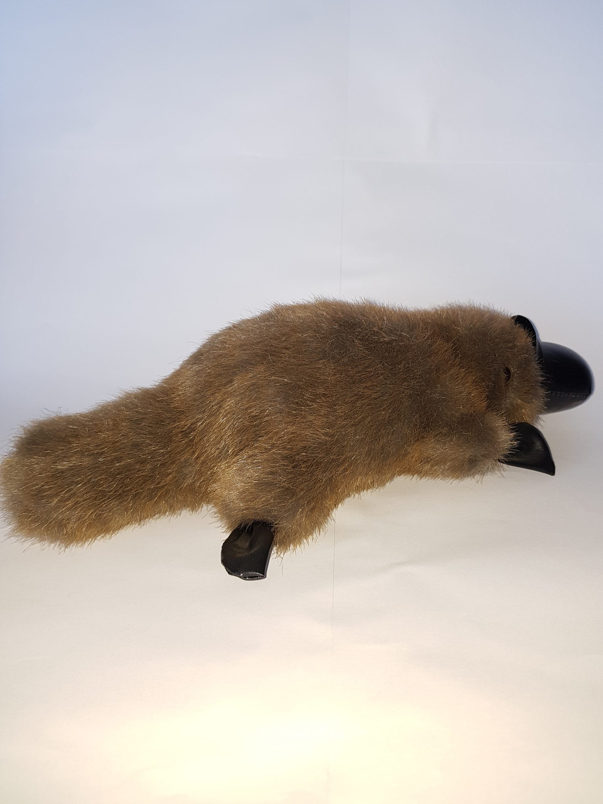 401 Platypus 11″